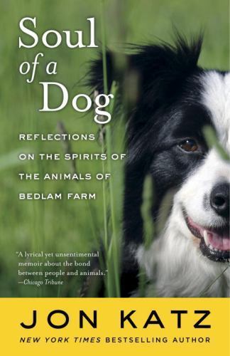 Soul dog reflections on - of,