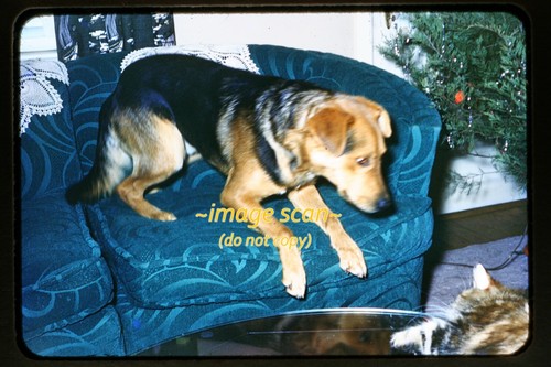 Dog couch a house in - house,