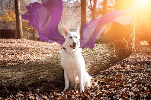 Original photo dog metal - original,