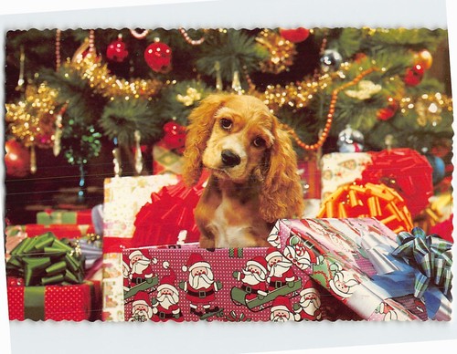 Cute dog christmas gift - on,