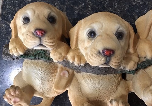 Adorable trio labrador - adorable,