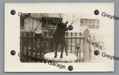 Rppc portrait black - rppc, of