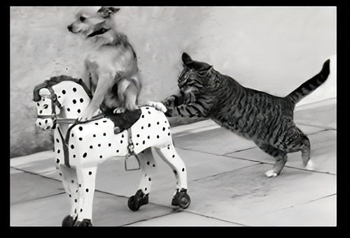Cat pushing dog horse - on, a