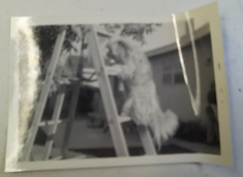 Dog ladder 3x5 snapshot - dog, on